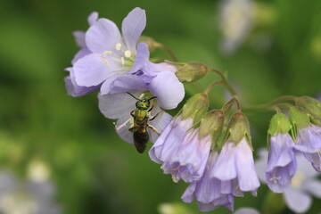 Wall Mural - Green metallic bee on jacobs ladder flowers