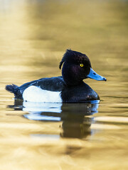 Sticker - Male of Tufted Duck, Aythya fuligula, bird on water at winter time