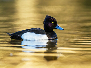 Sticker - Male of Tufted Duck, Aythya fuligula, bird on water at winter time