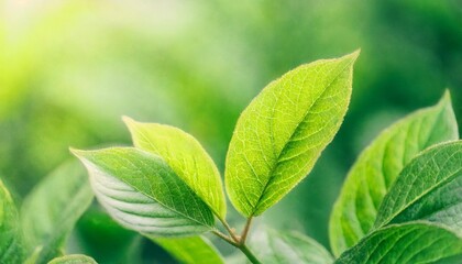 Wall Mural - green leaves texture background natural wallpaper macro with soft focus closeup copy space spring floral greeting card template delicate delightful romantic artistic toned image