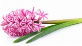 Fototapeta Tulipany - pink hyacinth flower isolated on white background