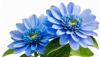 Wall Mural - blue flower isolated on white background png with transparency