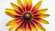 one beautiful colorful rudbeckia flower close up top view on a white isolated background