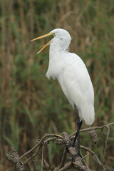 Wall Mural - Great white egret with mouth open