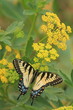 Eastern tiger swallowtail butterfly on golden alexanders flowers