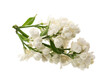 Spring flower, twig of white lilac. Syringa vulgaris. isolated with clipping path