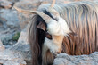 Portrait of long haired goat on the rocks of Jabel Shams canyon, gulch, Balcony Walk, Oman