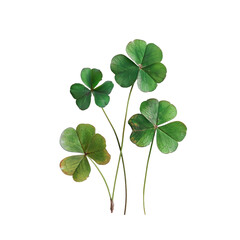 four leaf clover isolated