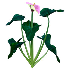 Sticker - 3D Rendering Calla Lily on White