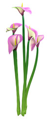 Sticker - 3D Rendering Calla Lily on White