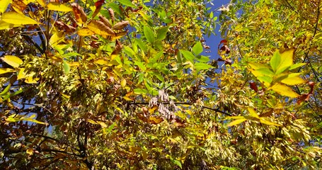 Wall Mural - autumn changes on ash trees on a sunny day, beautiful changes in the color of ash foliage in the autumn season