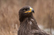 The golden eagle (Aquila chrysaetos) is a bird of prey living in the Northern Hemisphere. It is the most widely distributed species of eagle. Like all eagles, it belongs to the family Accipitridae.