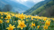 Yellow daffodils in the spring on a background of mountains
