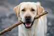 © Fabio - Beauty Labrador Retriever dog holding a stick in training