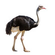 © Alina - ostrich isolated on a white background with clipping path.