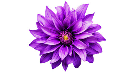 shaggy purple flower design, Isolated on transparent PNG background, Generative ai