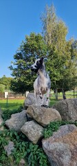 goat (Capra hircus) is a domesticated species of goat-antelope typically kept as livestock. It was domesticated from the wild goat (C. aegagrus) of Southwest Asia and Eastern Europe. The goat is a mem