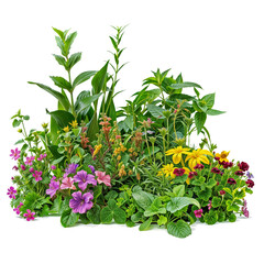 Wall Mural - plant and flower garden PNG transparent background 