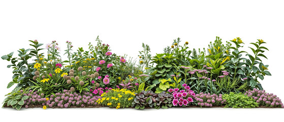 Wall Mural - plant and flower garden PNG transparent background 