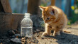 Cute Cat Curiously Eyeing Water Bottle: A Playful and Adorable Moment Captured.