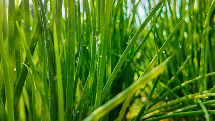 Sticker - Close-up of fresh green chivas with morning dew drops, backlit by sunlight, symbolizing new beginnings or springtime freshness