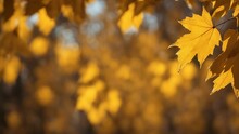 Yellow Maple Leaves Abstract Nature Autumn Background With Yellow Leaves  