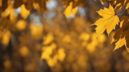 yellow maple leaves abstract nature autumn background with yellow leaves