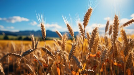 countryside with a wide field of cereals