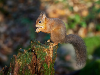 Wall Mural - Red Squirrel eating