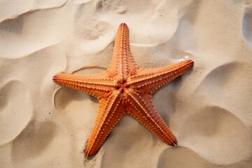Wall Mural - a close-up of a starfish on the sand