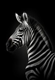 Fototapeta Konie - A monochrome photo of a zebra with a black background