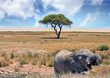 A lone bull elephant drinking from a natural spring on the Etosha Pan, with an acacia tree and springbok in the background