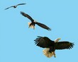 photo du vol d'un aigle royal dans le ciel bleu