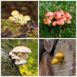 set de photos détaillées de plusieurs champignons colorés