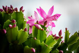 Fototapeta Sawanna - fuschia flower with green cactus leaves