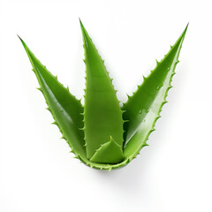 Wall Mural - Aloe vera illustration on white background with water drops