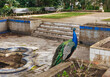 Peacocks (Pavo cristatus) standing near the old fountain in Marechal Carmona park in Cascais, Portugal.