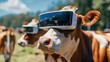 Cows wearing Vr glasses