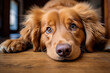 Close-up of a cute golden retriever puppy with soulful eyes lying on a wooden floor, radiating warmth and calmness..