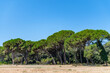 Mediterrane Pinien im San Rossore Park nahe Pisa - Ein Naturerbe Italiens