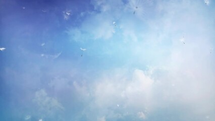 Wall Mural - Blue Skies Clouds with Floating Dandelions 4K Loop features a blue sky with moving cloud formations and dandelion tops floating in the wind in a loop.