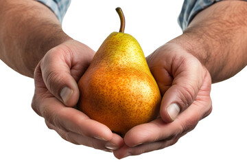 A person holding a ripe pear in their hands, showcasing the fruits texture and color. Isolated.