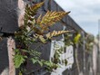 © Pete Mella - Black Spleenwort (Asplenium adiantum-nigrum) growing on an urban graffitied wall, representing city wildlife