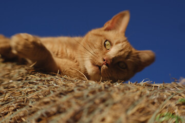 Wall Mural - Lazy barn cat laying on hay bale closeup.
