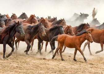 Wall Mural - Running Horses.1