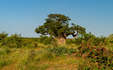 Fototapeta Miasta - African Baobab Tree in beautiful scenery.