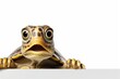 Cute, surprised turtle with large eyes on white background. Ideal for promotions, great deals or offers. Good price, Black Friday, discount. Copy space for text. Amazed animal.