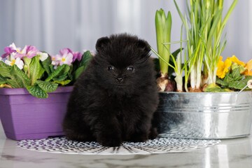 Wall Mural - cute black teacup pomeranian spitz puppy portrait indoors with blooming spring flowers in pots