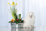 Fototapeta Zwierzęta - pomeranian spitz puppy sitting indoors with a pot of blooming daffodills