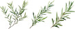 © white could studio - Rosemary herb plant watercolor illustration isolated on white transparent background.